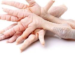Chicken Photo 3